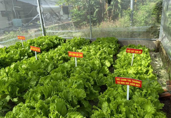 Ứng dụng chế phẩm vi sinh vật cải tạo đất trong xây dựng